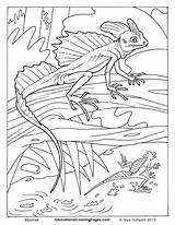 Coloring Lizard Basilisk Eidechse Crawly Creepers Ausmalbild Reptiles Letzte sketch template