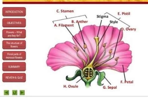 Mention The Functions Of Each Labelled Part Of Pride Of Barbados Flower