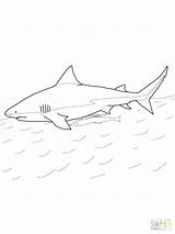 Shark Whale Coloring Pages Getdrawings Getcolorings Printable sketch template