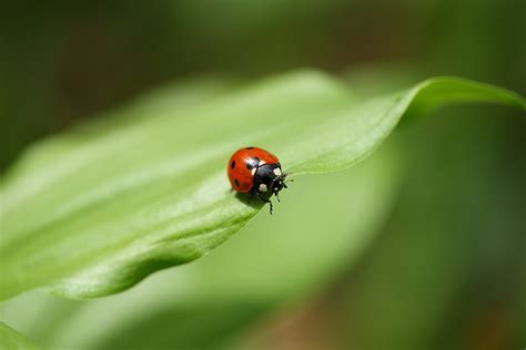 stink bugs eat ladybugs pestqueen