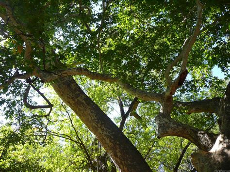 mlewallpaperscom sycamore tree