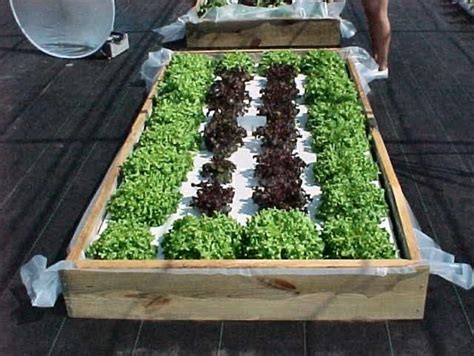 build   floating hydroponic garden gardening