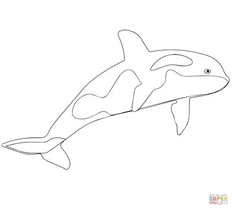 killer whale  orca coloring page  printable coloring pages