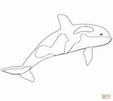 Coloring Whale Killer Orca Pages Kids Printable Color Drawing Beluga Whales Getcolorings Supercoloring Template Realalistic Online Fresh Excellent Print Paper sketch template