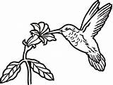 Hummingbird Drawing Line Simple Easy Tattoo Flower Birds Silhouette Outline Drawings Bird Humming Flowers Hummingbirds Clipart Sketch Getdrawings Paintingvalley Animals sketch template