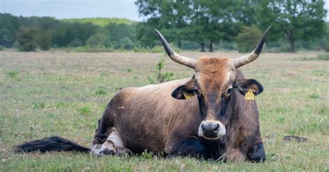 aurochs  rewilding britain