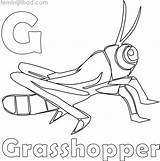 Grasshopper Coloring Pages Kids Printable Choose Board Sheets sketch template