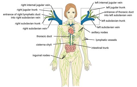 cureus  lymphatic system  osteopathic review