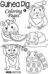 Guinea Pig Coloring Pages Printable Pigs Book Print Number Cute Kids Care Template Adorable Animal Ginnie Choose Board Popular Adults sketch template