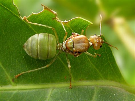 queen ant  oecophylla smaragdina weaver ant queen ian jacobs flickr