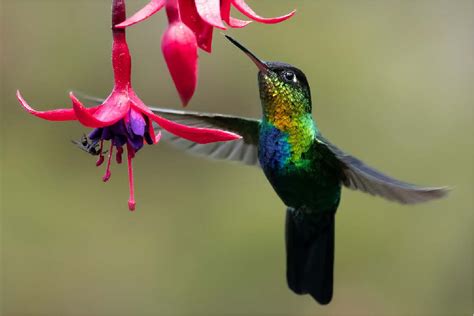 exotic hummingbirds images  description exotic birds