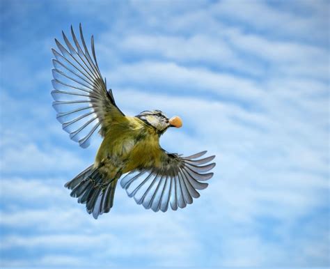 eine blaumeise im flug mit nuss foto bild natur vogel singvogel