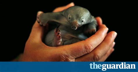 the week in wildlife in pictures environment the guardian