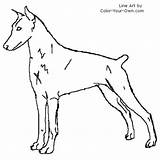 Doberman Coloring Pinscher Pages Dog Printable Colouring Drawings Color Designlooter Kids Drawing Template Own Female Getcolorings 500px 15kb sketch template
