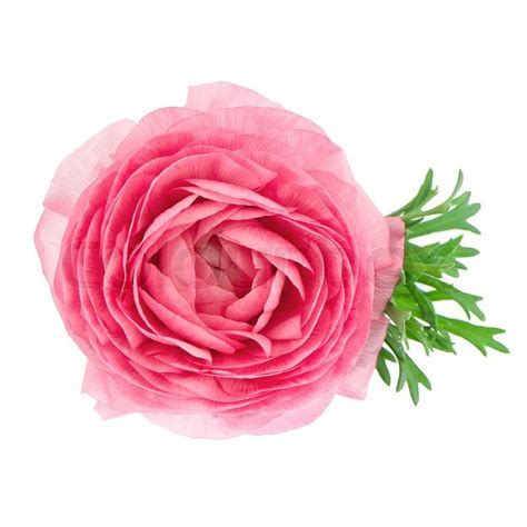 Single flower pink ranunculus isolated on white   Stock  