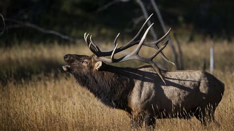 large bull elk killed  rocky mountain national park