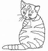 Kitten Chat Imprimer Coloring Animals Cat Pages Printable Coloriage Kb Drawing Printablefreecoloring sketch template