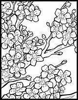 Blossom Cherry Letscolorit Blossoms Lanterns Starklx Hanami Sakura sketch template