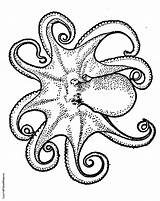 Coloring Octopus Pages Printable Realistic Color Colouring Print Drawing Printables Book Kids Adult Getdrawings Clipartmag Drawings Getcolorings sketch template