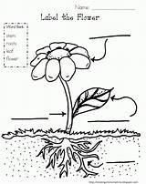 Coloring Plant Popular sketch template