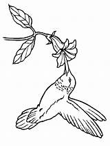 Coloring Hummingbird Pages Bird Flower Adult Embroidery Patterns Hummingbirds Drawing Humming Coloring4free Printable Birds Print Tree Template Books Color Colouring sketch template