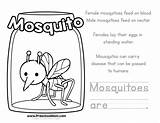 Mosquito Coloring Facts Printable Mosquitoes August Unavoidable Interesting Few Learn Them Summer Things Part sketch template