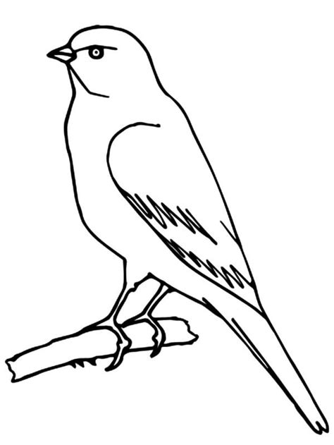 perched canary bird coloring pages  place  color   bird