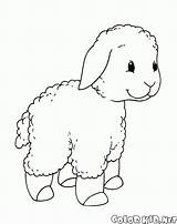 Lamm Agnello Cordeiro Sheep Lamb Cordero Ovejas Passeggiata Pecore Colorir Agneau Malvorlagen Colorkid Pequeño Spaziergang Kleines Schafe Ziegen sketch template