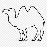 Camello Kamel Bactrian Ausmalbilder Dromedary Boyama Unta Deve Menggambar Menyusui Mewarnai Binatang Lain Ilosofia Ultracoloringpages Pngegg Edding Sayfalari sketch template