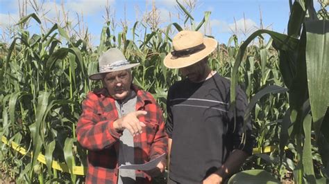 Farmer Bob Is Ready To Stump You With His Corn Maze Ctv News