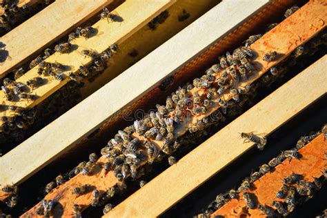bijen op het houten frame begrip bijenteelt stock afbeelding image  dier honing