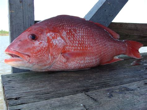 redsnappersmall theodore roosevelt conservation partnership