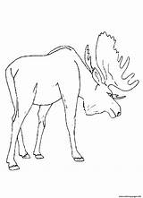 Moose Coloring Pages Animal Drawing Kids Printable Preschool Print Color Popular Colouring Getdrawings Coloringhome Comments sketch template