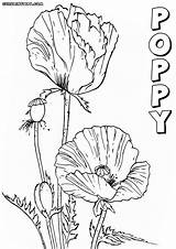Poppy Coloring Pages Flowers Colorings Print sketch template