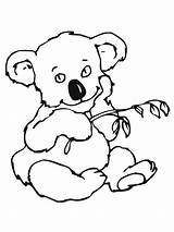 Koala Coloring Pages Kids Bear Printable Print Bears Cute Designlooter Bestcoloringpagesforkids Popular Comments 1600px 52kb 1200 sketch template
