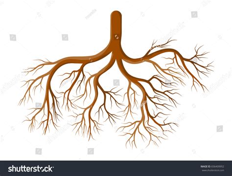 root plant vector symbol icon design stock vector royalty