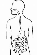 Digestivo Aparato Esofago Docenteca Sistemas Proceso Inicial Colorear Humano Cuerpo Grado Intestino Boca Digestorio Esófago Grueso sketch template