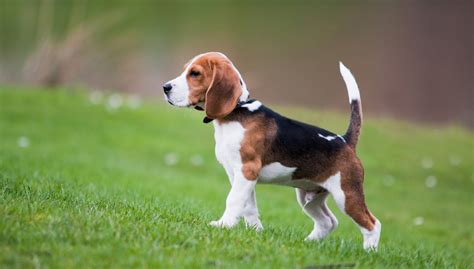 beagle origini prezzo caratteristiche  allevamenti il mio cane