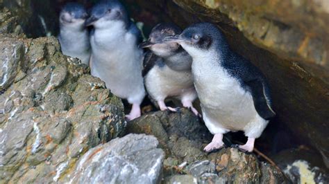seismic blasting  harm  blue penguins   zealand awesome ocean