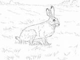 Coloring Jackrabbit Tailed Colorare Bambini Hares Lepre Lapins Disegni Supercoloring Meglio sketch template