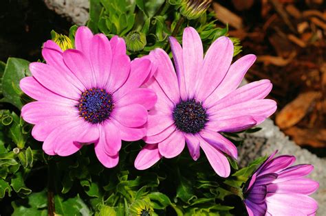 images gratuites la nature fleur violet petale marguerite