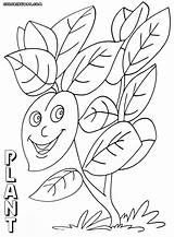 Plant Coloring Pages sketch template