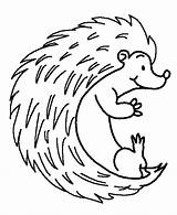 Hedgehog Erizo Printable Outline Animals sketch template