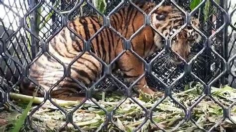Perburuan Gajah Harimau Marak Di Aceh Timur Lsm Haka Minta Dihentikan
