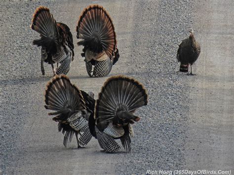 sax zim bog at sunrise courting turkeys 365 days of birds