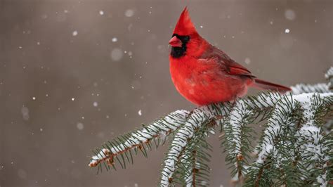 red cardinal bird  sitting  snow covered tree branch  birds hd