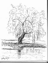 Willow Tree Sketch Drawing Coloring Easel Talk Template sketch template