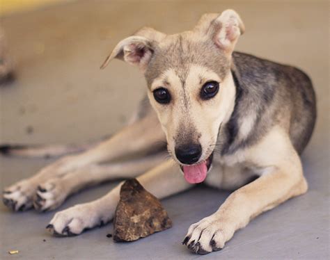 honden op curacao dieren asiel en stichtingen hond adopteren curacao