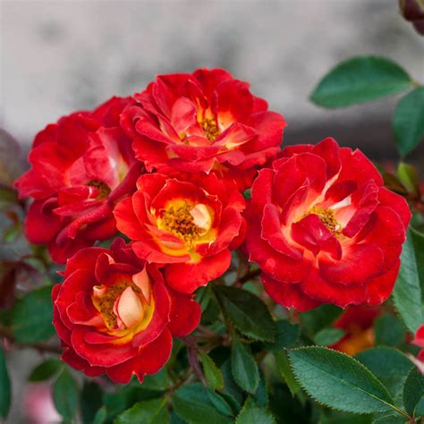 Hot And Sassy™ Miniature Rose Gurney S Seed And Nursery Co