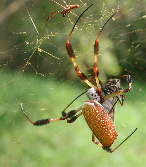 golden silk orb weaver wikipedia